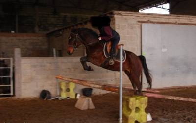 Cheval à vendre jument trotteuse de 12 ans