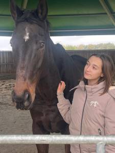 Dik d'anjou hongre de 12 ans - ideal loisir