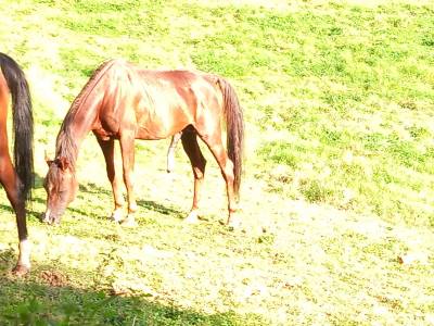 Stallion arabian thoroughbred for sale 2009 chesnut