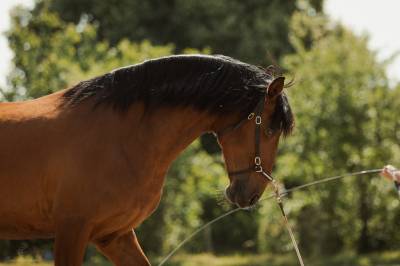 Ruin Lusitano Te koop 2016 Donker bruin / bai ,  campeador csm