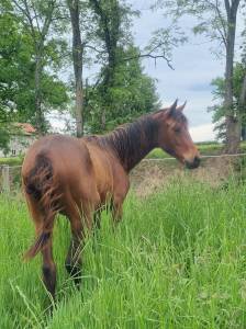 Pouliche oldenbourg dressage