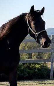 Jument kwpn, 5 ans / dr / cce 