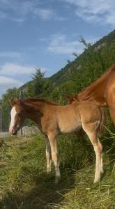 Magnifique pouliche d