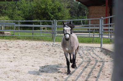 Poney connemara petit d 3 ans projet sport et repro