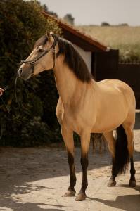 Ruin PRE Puur Ras Spaans Te koop 2015 Isabel ,  Invasor JCM