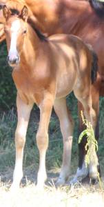 Puledro pfs pony francese da sella in vendita 2025 baio