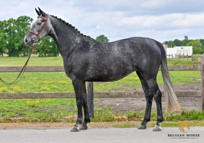 6 ans | Z | Leandro VG x Coltaire Z | pleine