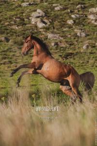Hongre lusitanien 3 ans bai à vendre