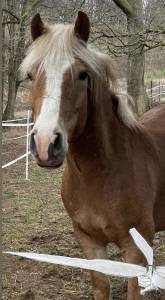Haflinger hongre