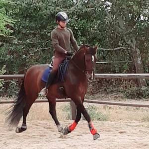 Caballo entero pre pura raza española en venta 2019 bayo