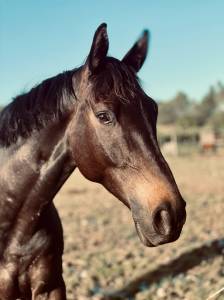 Hongre selle français 7 ans