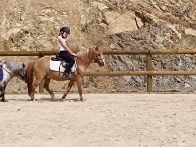 Vend poney 1m15. né en 2010. oc par père conneramara