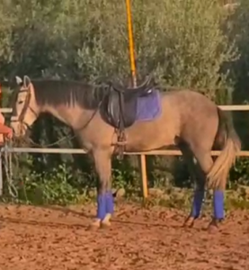 Un jeune cheval très gentil, réceptif et prêt à évoluer
