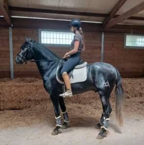 Un jeune cheval prometteur, facile à former.