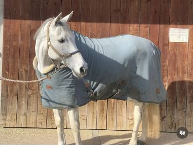 Cheval 