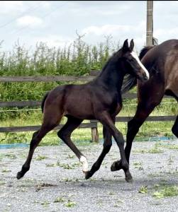 Chic poulain male sbs