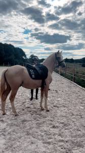Poney c de 4 ans - 139cm - sf ccjps 4 ans c