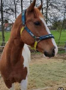 Caballo castrado Quarter Horse En venta 2012 Pinto por SKIPS STEADY JOE (DE), PAINT