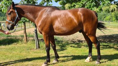 Gentil cheval tf 6 ans