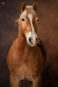 Edouardo di anthony alias lucky, haflinger (hongre) plein papier
