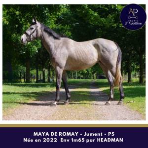 Mare thoroughbred for sale 2022 grey