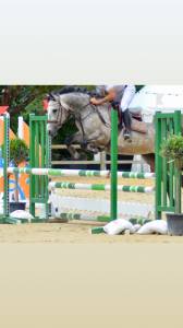 Jument de 8 ans fille de roudoudou d’hurl’vent