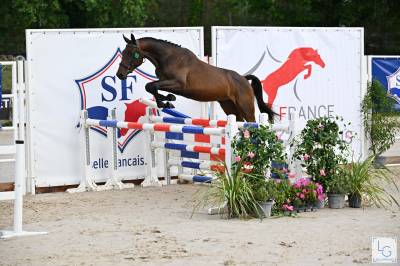 Jument selle français 2 ans, finaliste à fontainebleau 