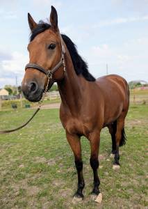 Adorable hongre de 5 ans