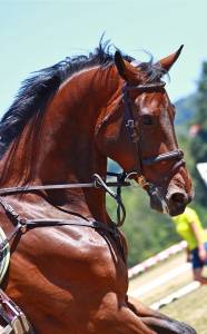 Grand hongre belge