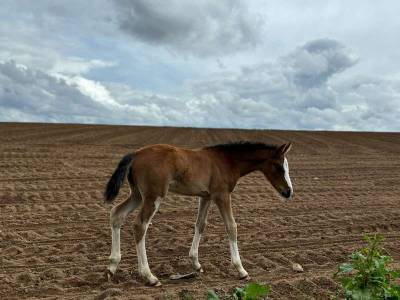 Pouliche (kilimandjaro semilly)