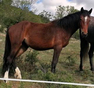 Petit cheval de sport