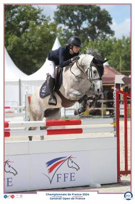 Ruin franse rijpony pfs te koop 2015 schimmel ,  president