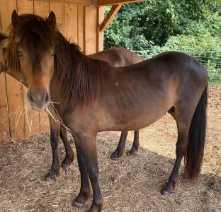 Poney av  