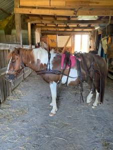 Gelding pottok  for sale 2009 coloured