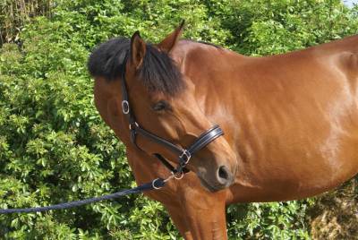 Cheval sport