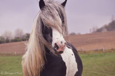 Miss jones, jument irish cob en cours de débourrage