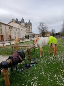Aquila ponette onc de 15 ans 1m40 typée connemara