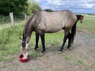 Poulain 2 ans aes