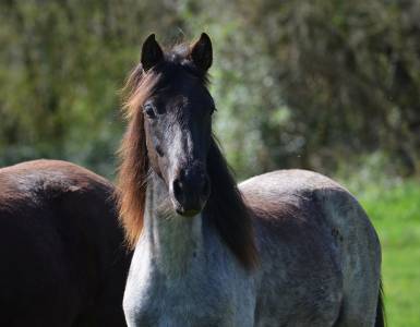 Pouliche rocky mountain horse