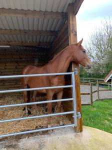 Top jument 4 ans par topinambour