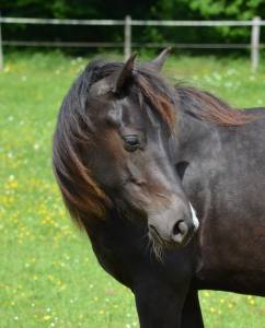 Pouliche rocky mountain horse