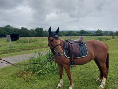 VEND SUPERBE PONETTE CRIOLLO 