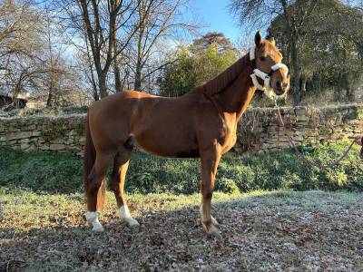 Fils hongre 10 ans 