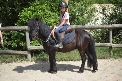 Ruin Andere pony rassen Te koop 2013 Zwart