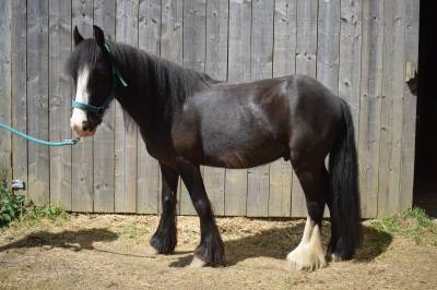 Kinoa hongre de 5 ans, onc type irish