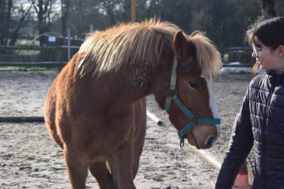 Hernest 8 ans, poney ONC, 1,25 m