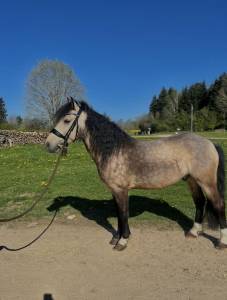 ⚡️top poney de famille à vendre⚡️