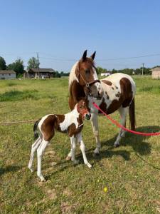 Futur ponette d