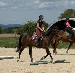 Jument selle français 14 ans