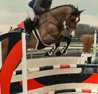 Magnifique hongre de 7 ans ZANGERSHEIDE